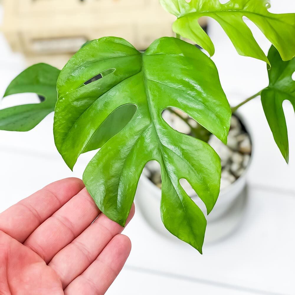 PLANCHU 観葉植物 モンステラ ＆ ヒメモンステラ 2種セット 3.5号鉢 受け皿付き 育て方説明書付き