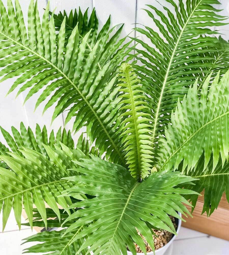 PLANCHU 観葉植物 ブレクナム シルバーレディ 木立タイプ 6号鉢 受け皿付き 育て方説明書付き Blechnum gibbum ‘Silver Lady’ シダ植物