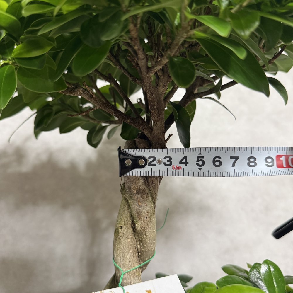 ガジュマル 観葉植物 八の字 8号鉢苗 大型 盆栽 末広がりの8の字 室内 珍しい 希少種 多幸の木 幸福をもたらす精霊が住むガジュマルの木 おしゃれなインテリア 結婚祝い 新築祝い 開店祝い 開業祝い 誕生日 母の日 父の日 記念日 プレゼントギフト 肥料別売り 敬老の日