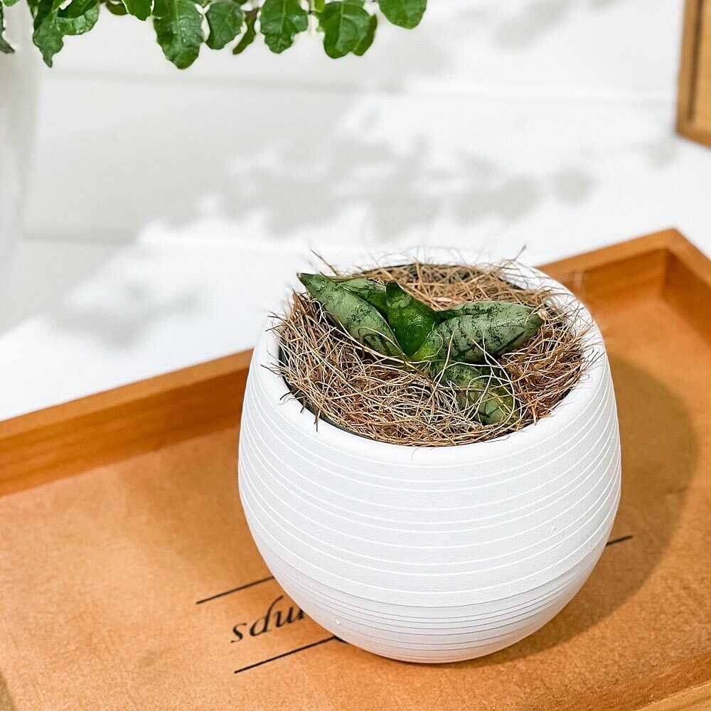 PLANCHU 観葉植物 サンセベリア ボンセレンシス スーパードワーフ 3号丸鉢 受け皿付き 育て方説明書付き Sansevieria ‘Boncellensis Super Dwarf’ サンスベリア 多肉植物
