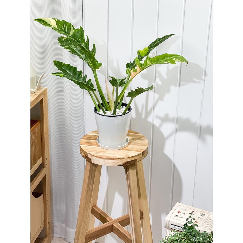 PLANCHU 観葉植物 フィロデンドロン リングオブファイア 5号鉢 受け皿付き 育て方説明書付き Philodendron ‘Ring Of Fire’ リングオブファイヤー 斑入り アロイド