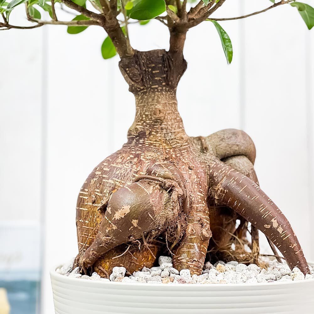 PLANCHU 観葉植物 ガジュマル 太幹大株 8号平鉢 受け皿付き 育て方説明書付き Ficus microcarpa フィカス ミクロカルパ 精霊の宿る木