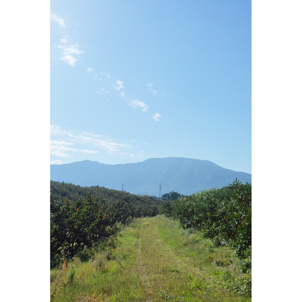 【OUTRET】和歌山のたねなし柿 30個前後