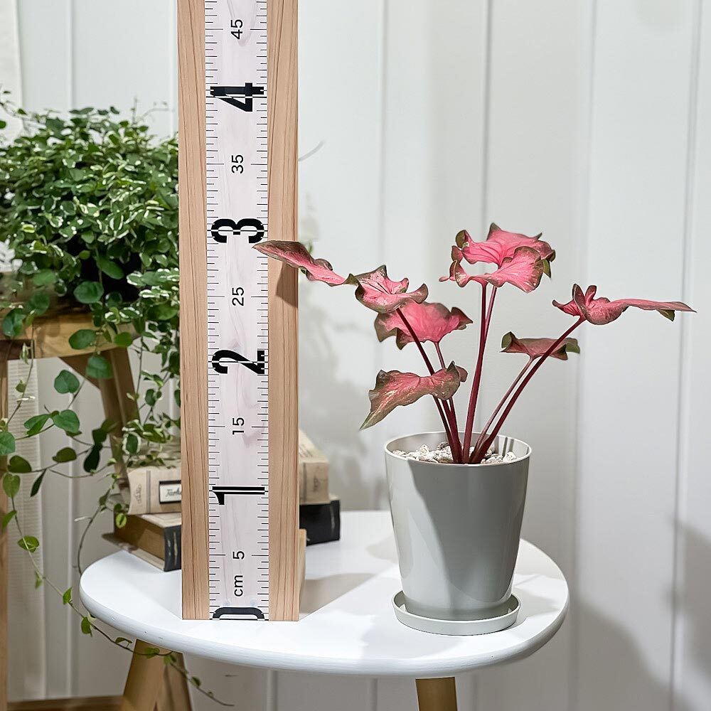 PLANCHU 観葉植物 カラジウム バイカラーフラミンゴ 4号鉢 受け皿付き 育て方説明書付き Caladium ‘Bicolor Flamingo’ カラディウム カラジューム アロイド
