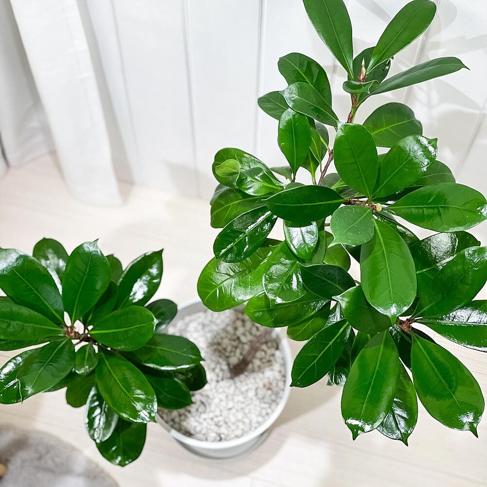 PLANCHU 観葉植物 フィカス キアティスティプラ 8号鉢 受け皿付き 育て方説明書付き Ficus cyathistipula ゴムノキ