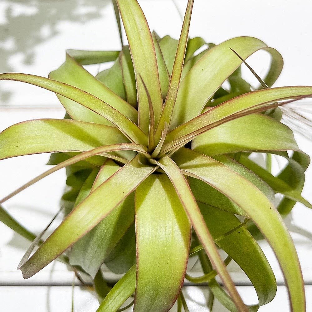PLANCHU エアプランツ ティランジア エリックノブロック 1株 W12×H10cm前後 育て方説明書付き Tillandsia ‘Eric Knobloch’ エアープランツ チランジア