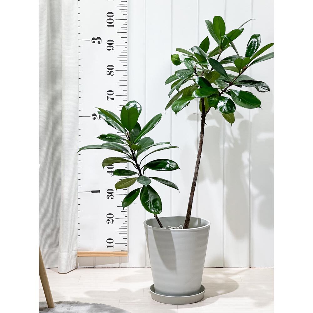 PLANCHU 観葉植物 フィカス キアティスティプラ 8号鉢 受け皿付き 育て方説明書付き Ficus cyathistipula ゴムノキ