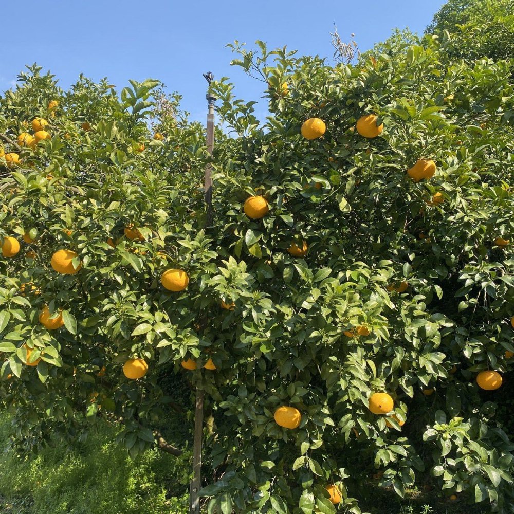愛媛 エヒメエンゲージファーム サンフルーツジュース 12本 フルーツジュース 果汁飲料 ストレート ジュース 国産
