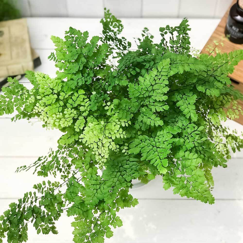 PLANCHU 観葉植物 アジアンタム フリッツルーシー 5号鉢 受け皿付き 育て方説明書付き Adiantum raddianum ‘Fritz Luthi’ シダ植物