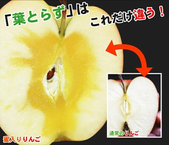 【11月中旬頃発送】蜜入りは１２月末まで　青森県認証 特別栽培農産物 ◆ 甘くておいしい！フォーシーズン 青森りんご 葉とらずサンふじ 家庭用 約１０kg箱