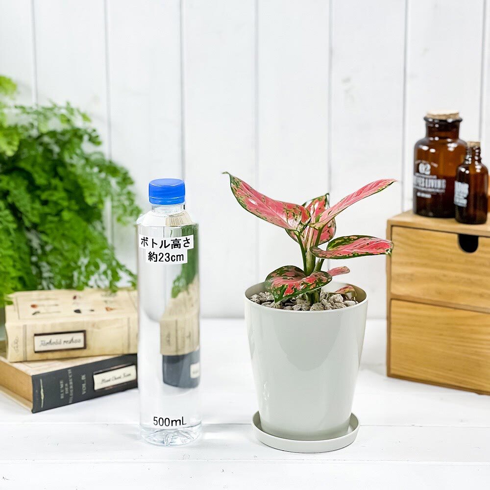 PLANCHU 観葉植物 アグラオネマ ビューティー 4号鉢 受け皿付き 育て方説明書付き Aglaonema ‘Beauty’ 幸せを招くタイの宝石 アロイド