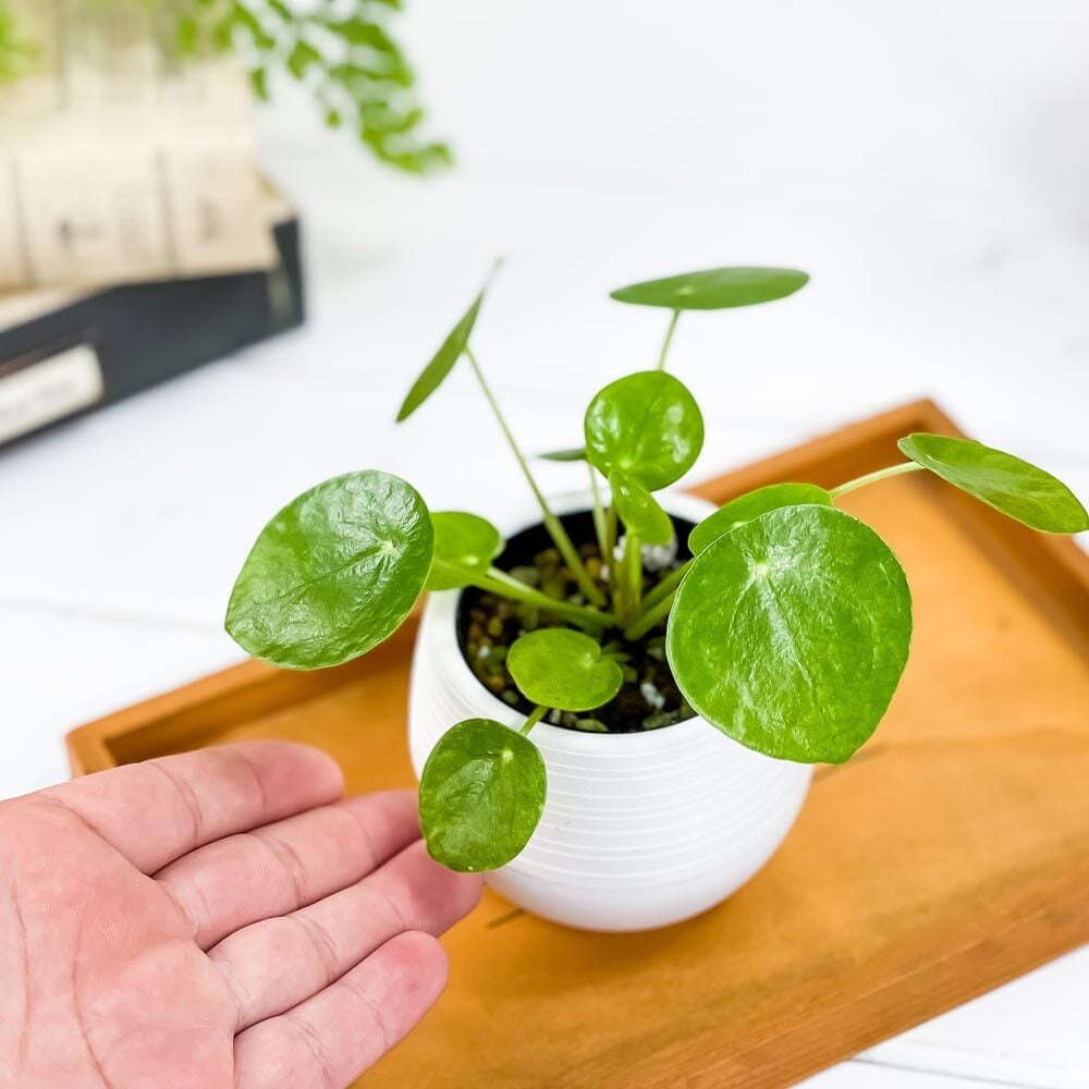 PLANCHU 観葉植物 ピレア ペペロミオイデス 3号丸鉢 受け皿付き 育て方説明書付き Pilea peperomioides パンケーキプランツ