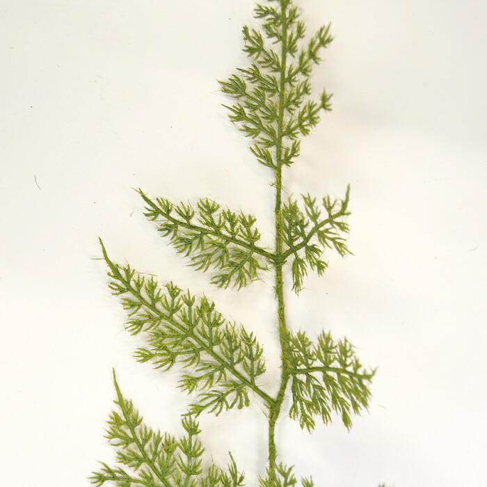 観葉植物 造花 アスパラガス BROWN 全長約63cm フェイクグリーン 高級 本物そっくり リアル おしゃれ 卓上 インテリア 人工観葉植物 アーティフィシャルグリーン 垂れ下がる ふわふわ オフィス 店舗 開店祝い 室内 リビング 玄関 トイレ 風水 アスパラガスファーン