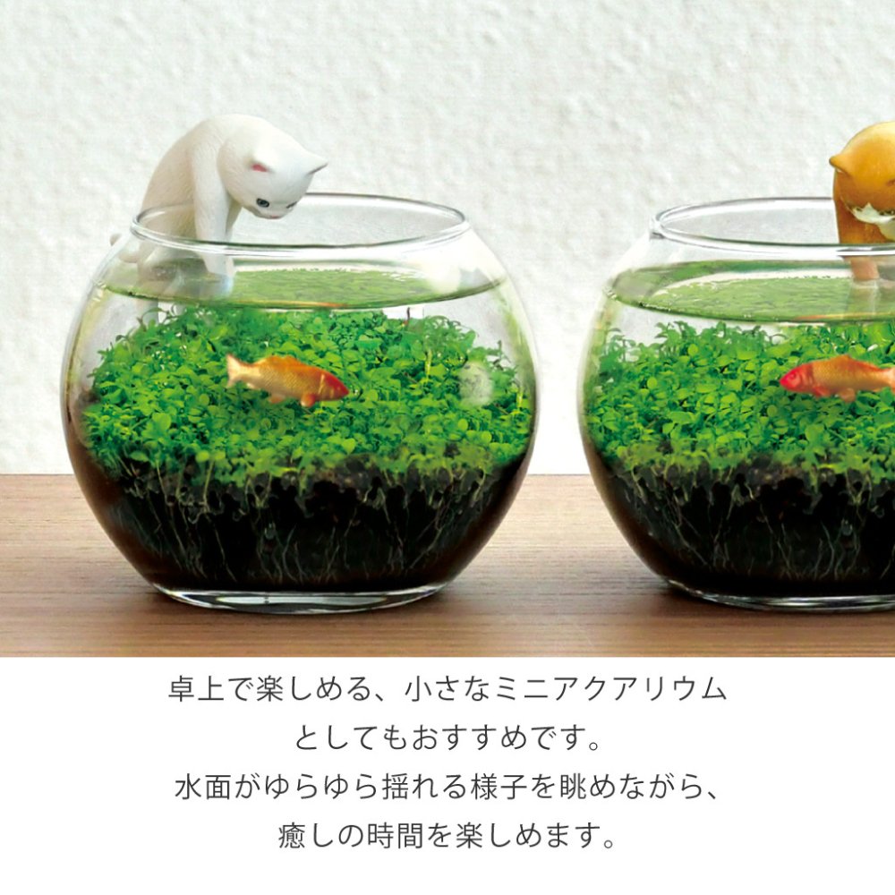 じゃれ猫水草鉢 猫と楽しむミニアクアリウム水草栽培キット 鉢付き フィギュア付き 猫 ネコ ねこ 金魚 植物 グリーン スターターセット オブジェ 置物 おしゃれ インテリア 雑貨 ギフト プレゼント 男性 女性 誕生日 母の日 父の日 敬老の日 引越し祝い 新築祝い お祝 ラッピング対応 無料ラッピング