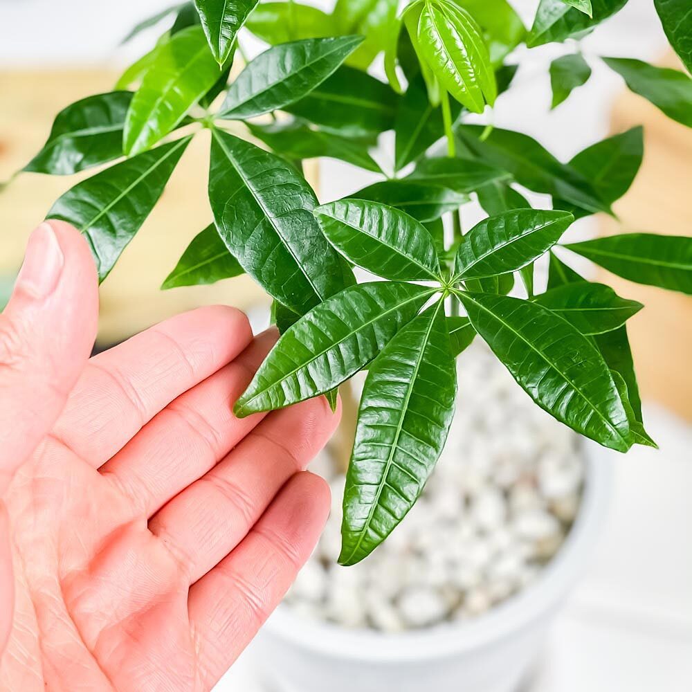 PLANCHU 観葉植物 パキラ ネジリ 実生株 5号樹脂鉢 ホワイト サスティー付き 受け皿付き 育て方説明書付き Pachira glabra 発財樹