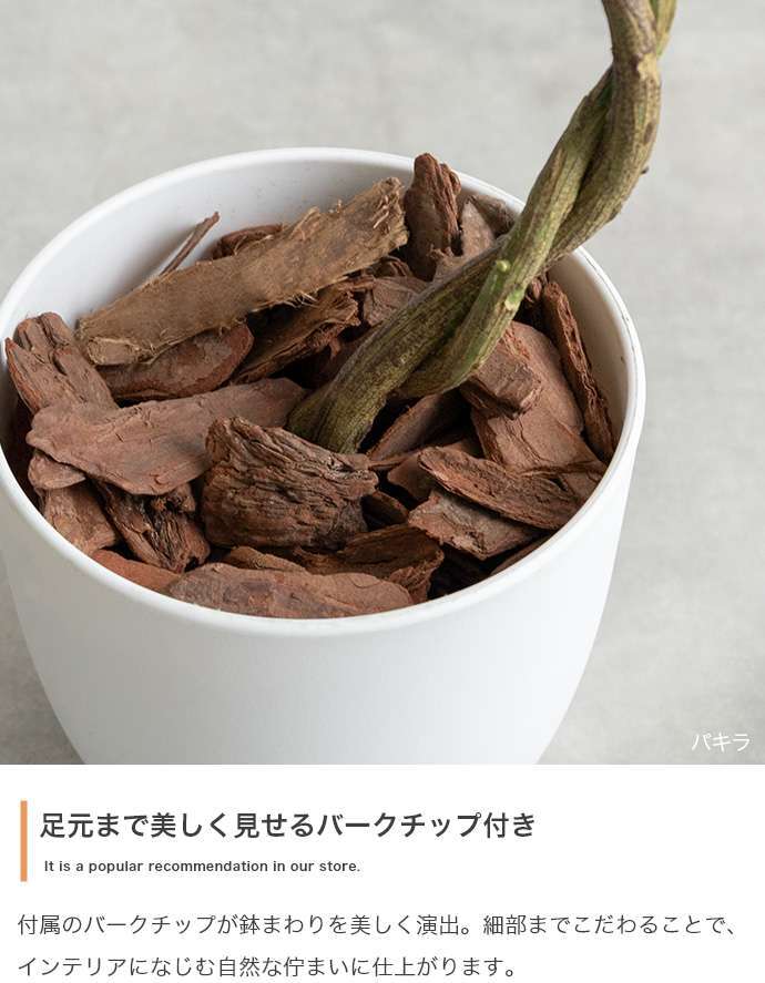 【高さ55cm】光触媒人工観葉植物 ペペロミア 幅30cm×奥行25cm×高さ55cm コンパクト 天然木 お部屋に気軽に飾れて空間を美しく彩るフェイクグリーン 本物の植物のようなリアルな質感とインテリアに馴染む風合いが魅力です
