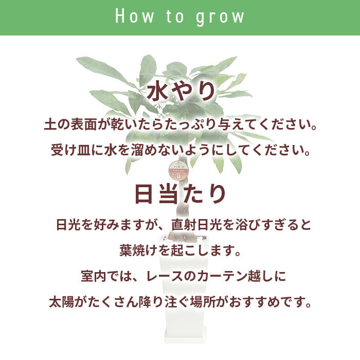パキラ 7号 丸プラ 高さ約90cm 観葉植物 幸福の木