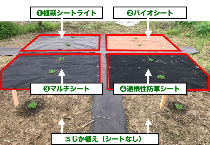 25平米分セット 二層構造防草シートセット クラピア 植栽用 （25m2） 1m幅 25m巻 + J字型ピン （150本） 二重構造の高耐久性10年