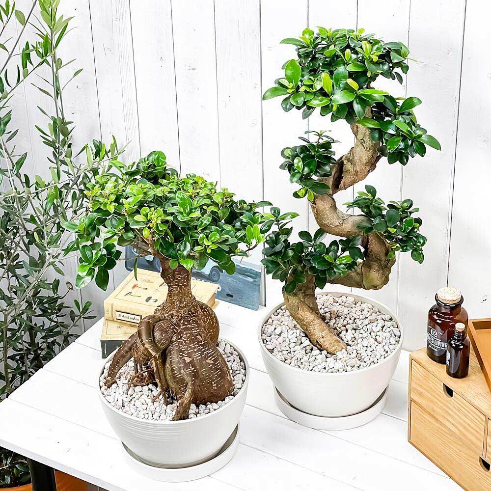 観葉植物 ガジュマル 昇り竜＆太幹 2鉢セット 8号平鉢 受け皿付き 育て方説明書付き Ficus microcarpa フィカス ミクロカルパ 精霊の宿る木