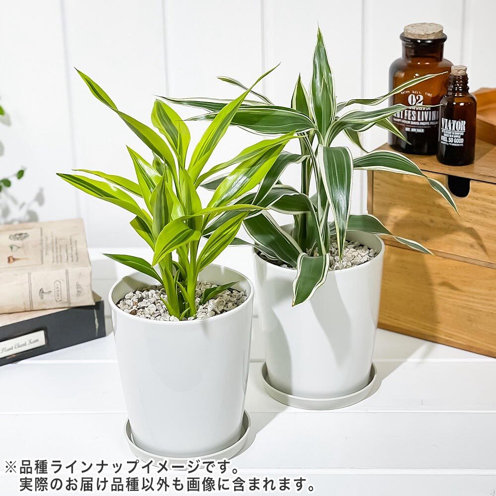 PLANCHU 観葉植物 ドラセナ サンデリアーナ ホワイト 4号鉢 受け皿付き 育て方説明書付き Dracaena sanderiana 銀葉千年木