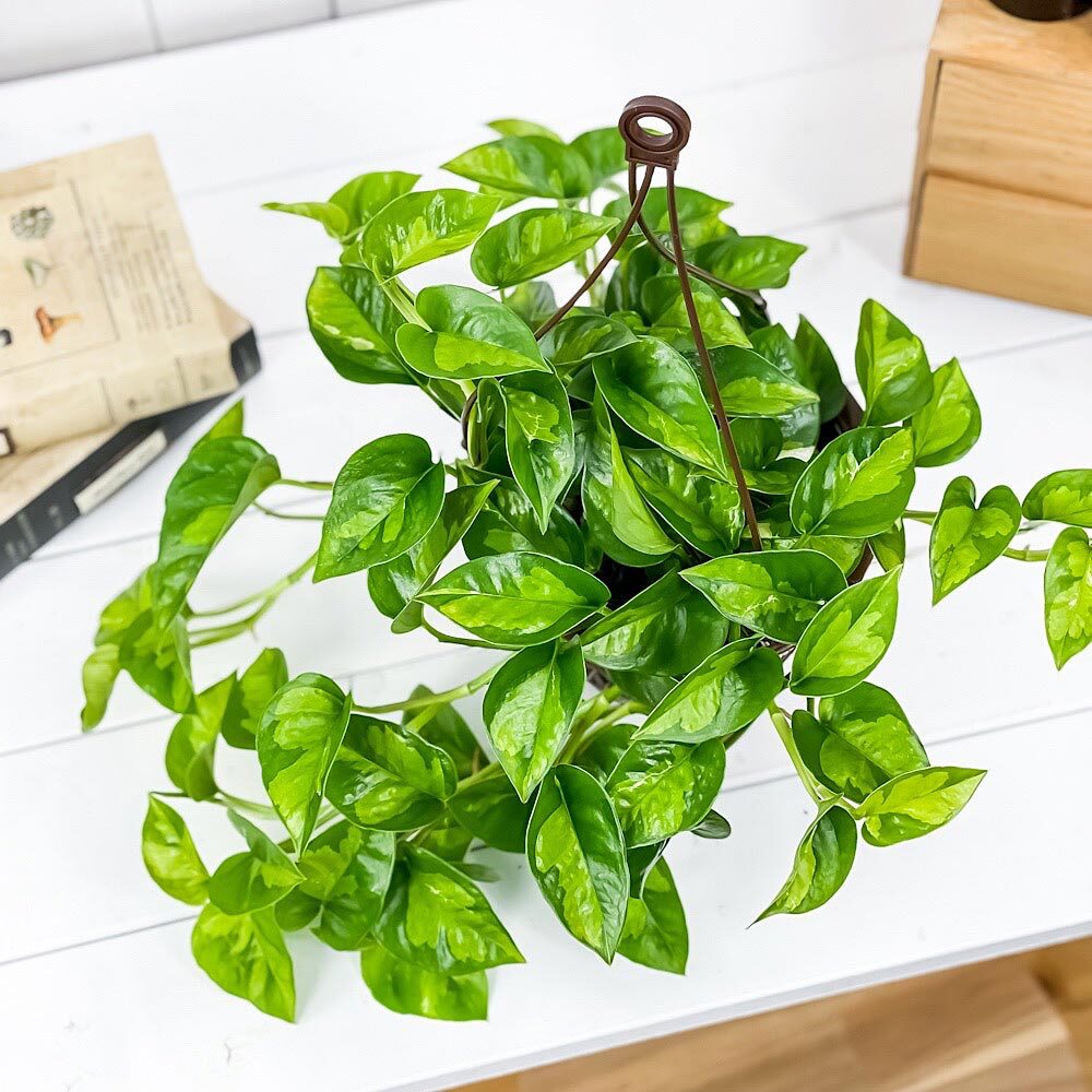 PLANCHU 観葉植物 ポトス グローバルグリーン 5号吊り鉢 育て方説明書付き PVP Epipremnum aureum ‘Global Green’ エピプレムナム アロイド