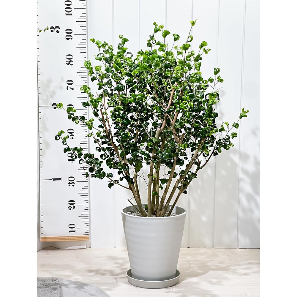 PLANCHU 観葉植物 フィカス ベンジャミン バロック 8号鉢 受け皿付き 育て方説明書付き PVP Ficus benjamina ‘Barok’ 幸運を呼ぶ木 ゴムノキ