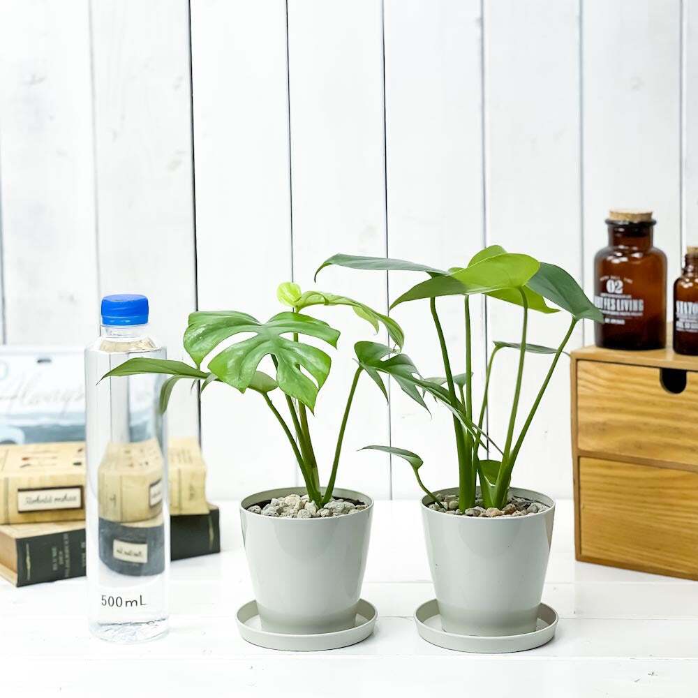 PLANCHU 観葉植物 モンステラ ＆ ヒメモンステラ 2種セット 3.5号鉢 受け皿付き 育て方説明書付き