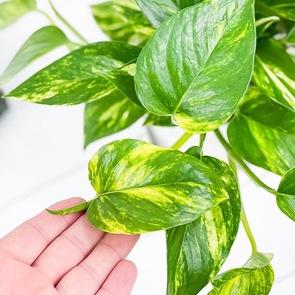 PLANCHU 観葉植物 ポトス ゴールデン 5号鉢 受け皿付き 育て方説明書付き Epipremnum aureum エピプレムナム アロイド