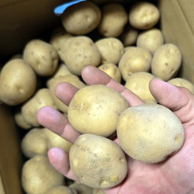 じゃがいも 訳あり北海道 じゃがいも 男爵いも S-Mサイズ 9.5-10kg前後 送料無料 ※沖縄は送料別途加算