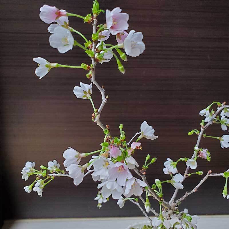 桜・・・そう聞くだけで心和む景色を貴方のもとへ　別名豆桜 【富士桜・湖上の舞の盆栽　万古焼 白深鉢 】