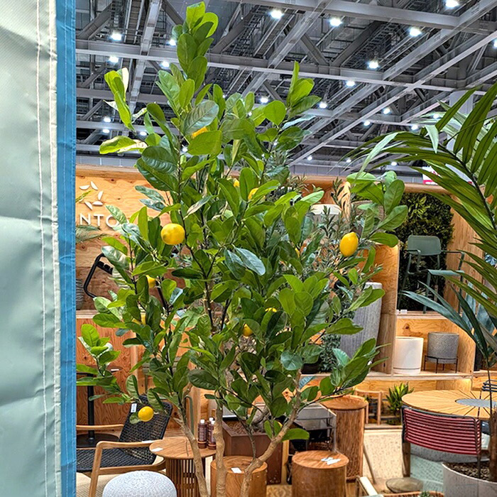 観葉植物 造花 レモンの木 BROWN 全高約220cm 大型 実付き フェイクグリーン 高級 本物そっくり リアル おしゃれ インテリア 人工観葉植物 アーティフィシャルグリーン シンボルツリー オフィス 店舗 カフェ 開店祝い 室内 リビング 玄関 風水 果樹 レモンツリー