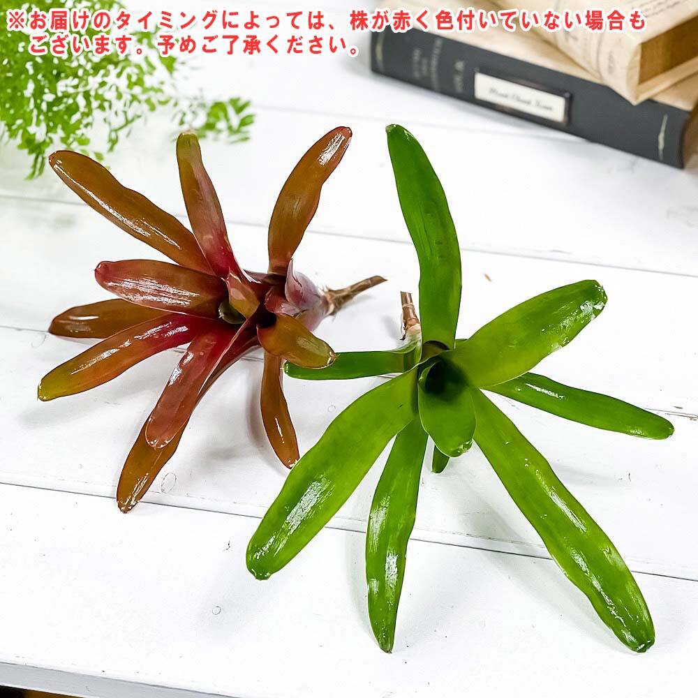 PLANCHU 観葉植物 ネオレゲリア ファイヤーボール 1株 育て方説明書付き Neoregelia ‘Fireball’ ブロメリア タンクブロメリア テラリウム ビバリウム