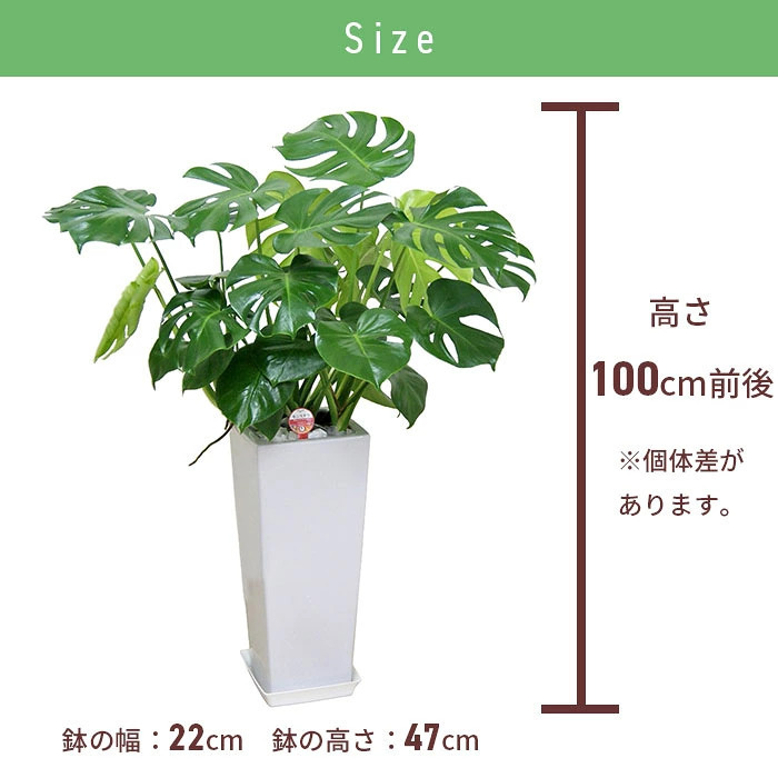 モンステラ 8号 角高陶器 高さ約100cm 観葉植物
