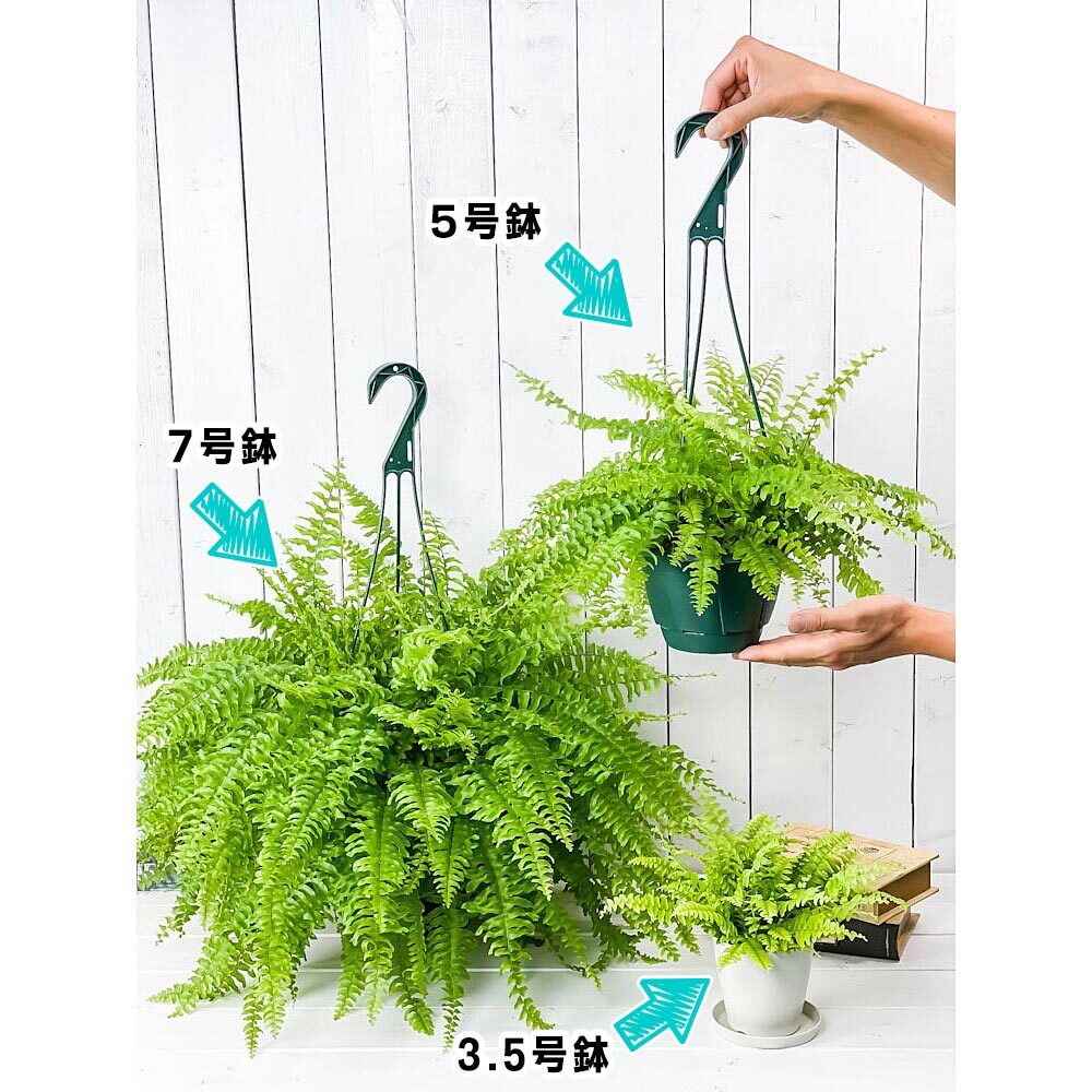 PLANCHU 観葉植物 ネフロレピス ツデー 7号吊り鉢 育て方説明書付き Nephrolepis exaltata ‘Teddy Junior’ ボストンファーン ボストンファン シダ植物