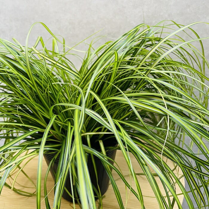 斑入り カレックス オシメンシス エバーシーン 15cmポット苗 株 下草 常緑 多年草 グランドカバー カラーリーフ 庭 寄せ植えに 花壇 鉢植え 高耐寒性
