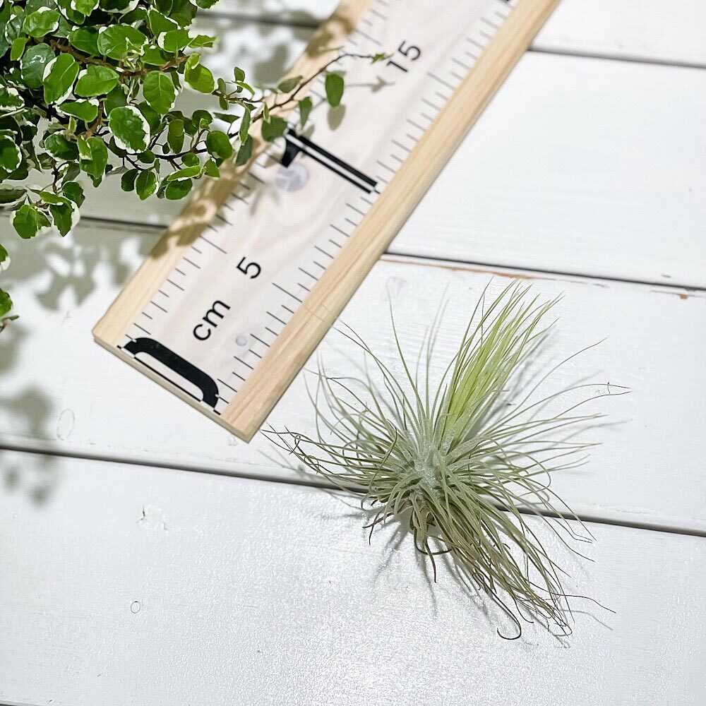 PLANCHU エアプランツ ティランジア マグヌシアナ Mサイズ 1株 W10×H10cm前後 育て方説明書付き Tillandsia magnusiana エアープランツ チランジア