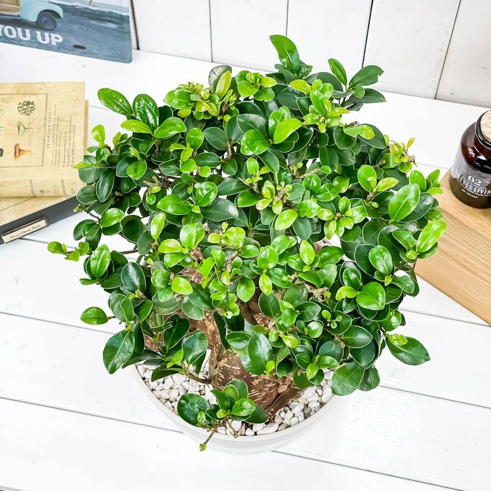 PLANCHU 観葉植物 ガジュマル 太幹大株 8号平鉢 受け皿付き 育て方説明書付き Ficus microcarpa フィカス ミクロカルパ 精霊の宿る木