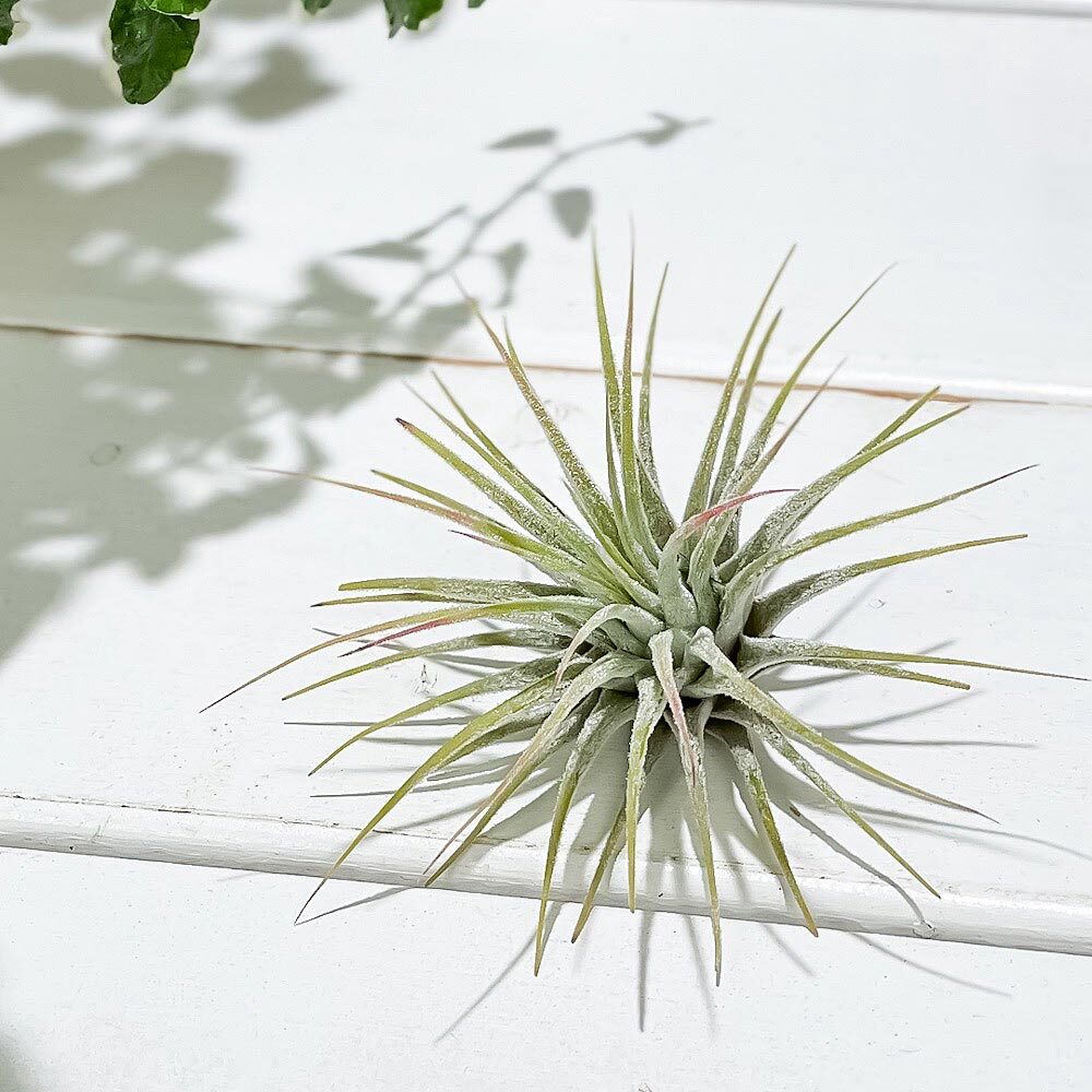 PLANCHU エアプランツ ティランジア イオナンタ Mサイズ 1株 W5×H5cm前後 育て方説明書付き Tillandsia ionantha エアープランツ チランジア