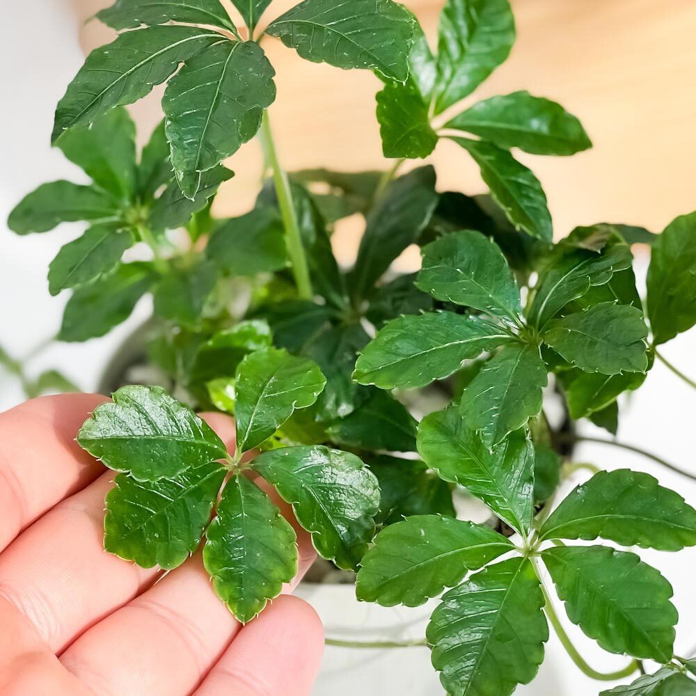 PLANCHU 観葉植物 パルテノシッサス シュガーバイン 3.5号鉢 受け皿付き 育て方説明書付き PVP Parthenocissus ‘Sugar Vine’