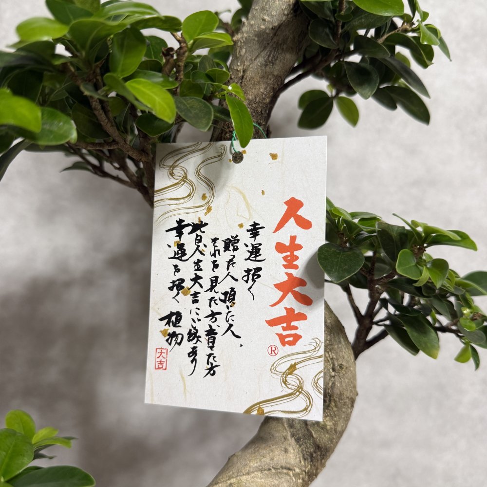 現品 ガジュマル 観葉植物 曲がり 8号鉢苗 大型 盆栽 登り樹 昇り竜 室内 珍しい 希少種 多幸の木 幸福をもたらす精霊が住むガジュマルの木 おしゃれなインテリア 結婚祝い 新築祝い 開店祝い 開業祝い 誕生日 母の日 父の日 記念日 プレゼントギフト 肥料別売り 敬老の日