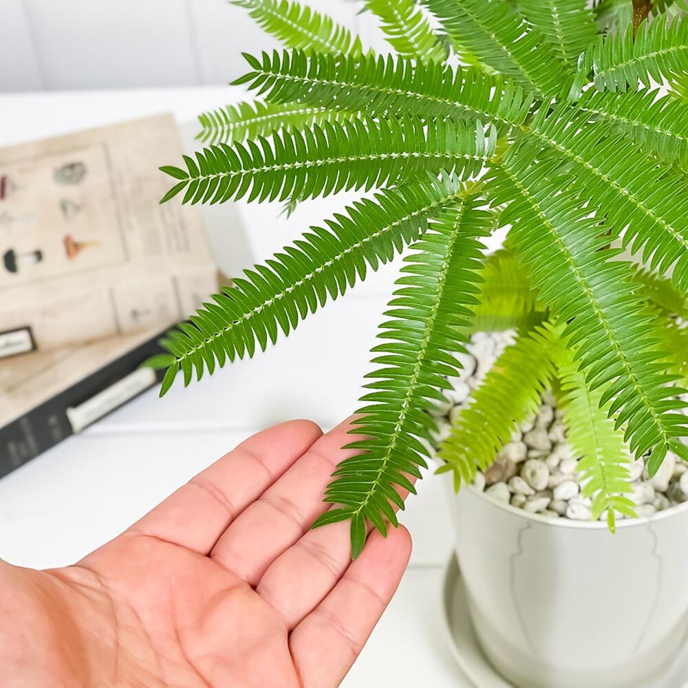 PLANCHU 観葉植物 コヨバ エバーフレッシュ 5号鉢 受け皿付き 育て方説明書付き Cojoba arborea var. angustifolia アカサヤネムノキ