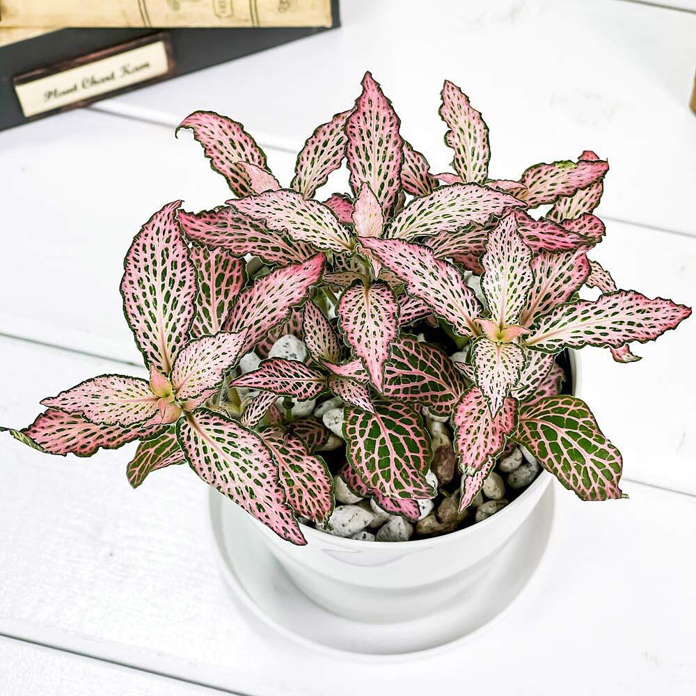 PLANCHU 観葉植物 フィットニア おまかせ ピンク系 3.5号鉢 受け皿付き 育て方説明書付き Fittonia albivenis cv. アミメグサ