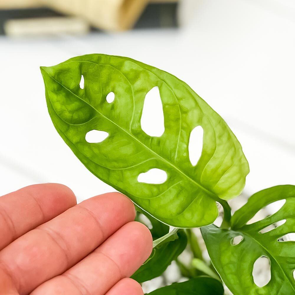 観葉植物 モンステラ ＆ マドカズラ 2種セット 3.5号鉢 受け皿付き 育て方説明書付き