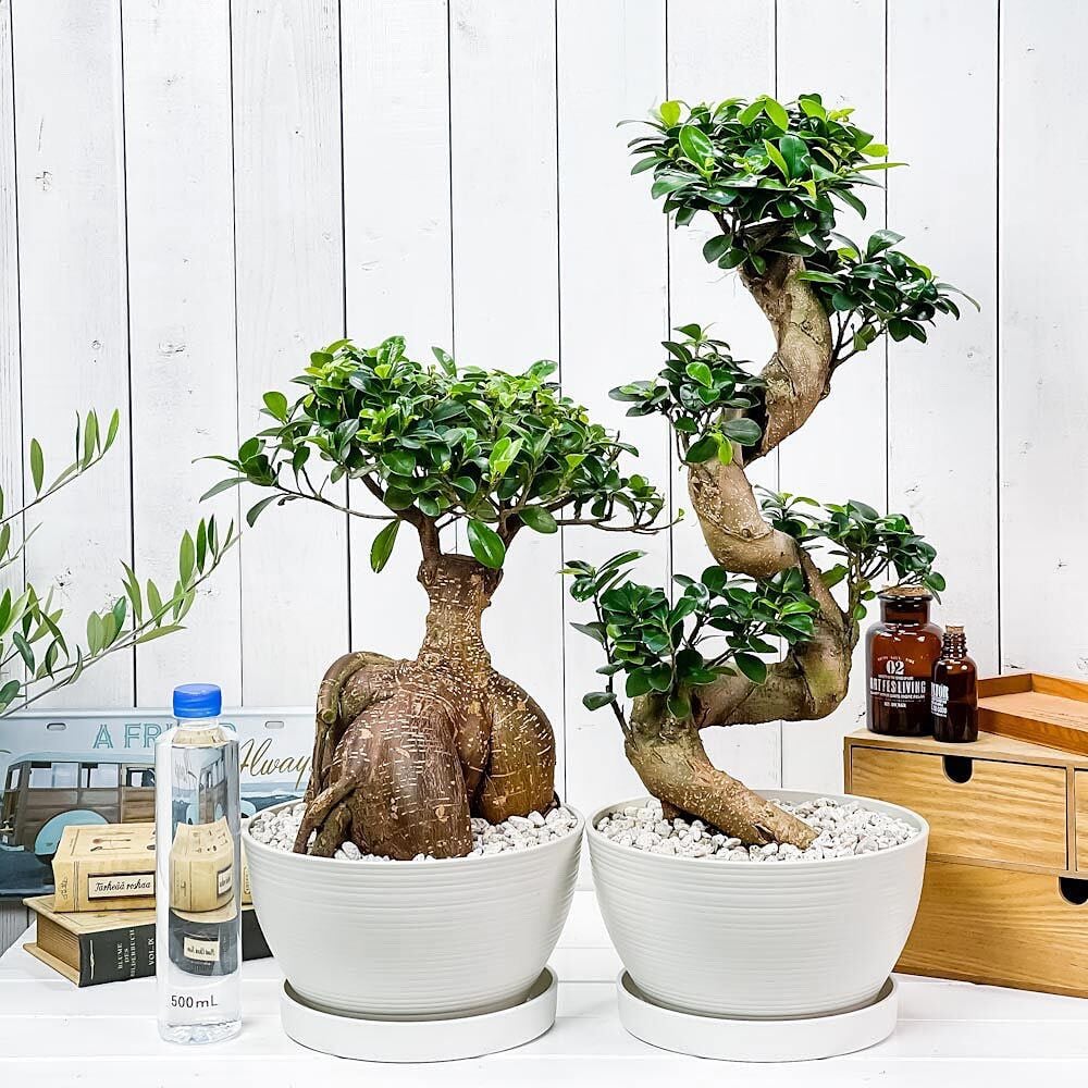 PLANCHU 観葉植物 フィカス ガジュマル 昇り竜＆太幹 2鉢セット 8号平鉢 受け皿付き 育て方説明書付き Ficus microcarpa 精霊の宿る木