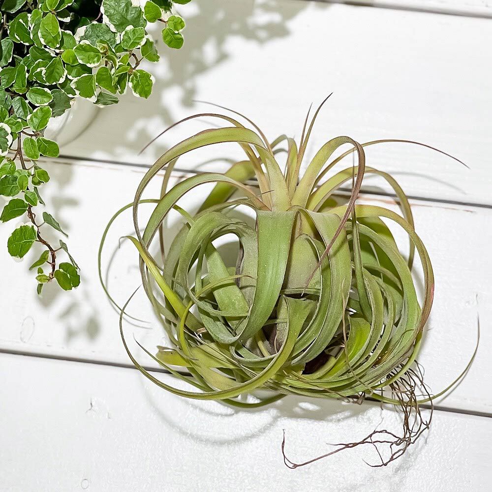 PLANCHU エアプランツ ティランジア エリックノブロック 1株 W12×H10cm前後 育て方説明書付き Tillandsia ‘Eric Knobloch’ エアープランツ チランジア