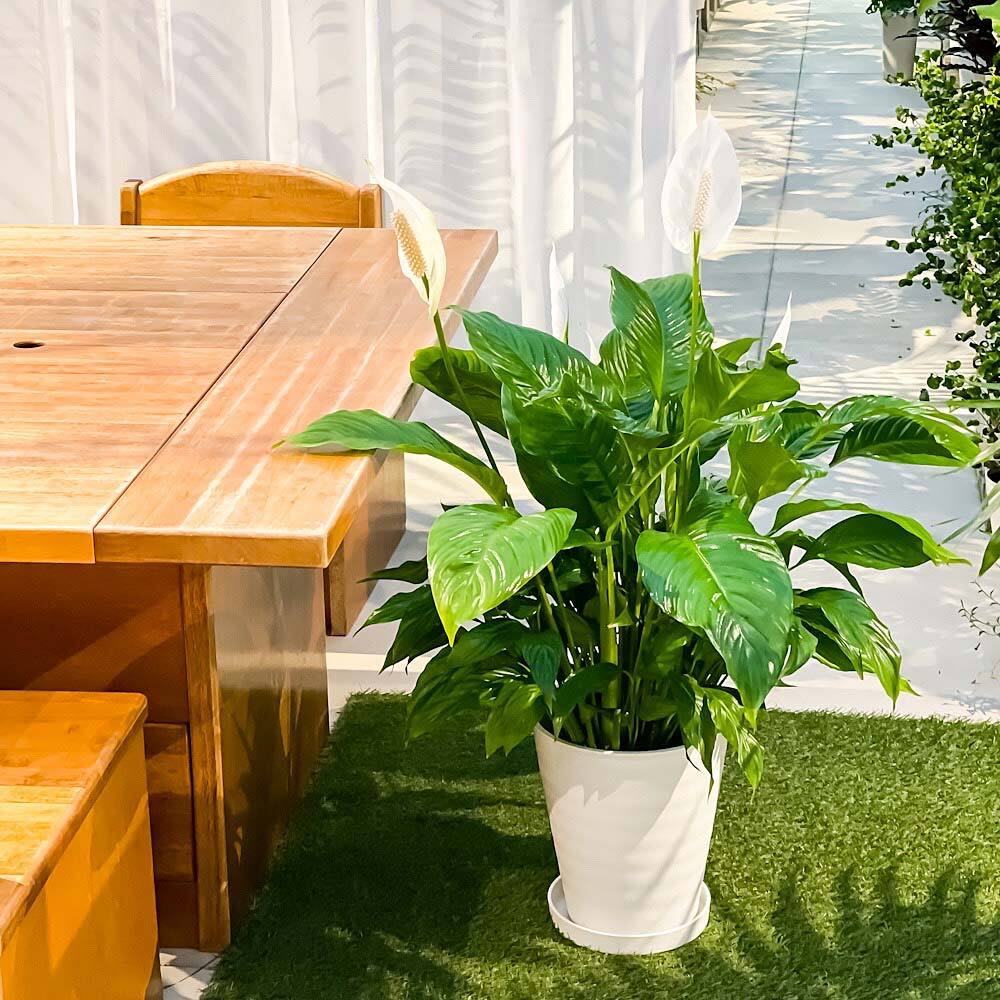 PLANCHU 観葉植物 スパティフィラム 8号鉢 受け皿付き 育て方説明書付き Spathiphyllum hybrids アロイド 大株 充実株