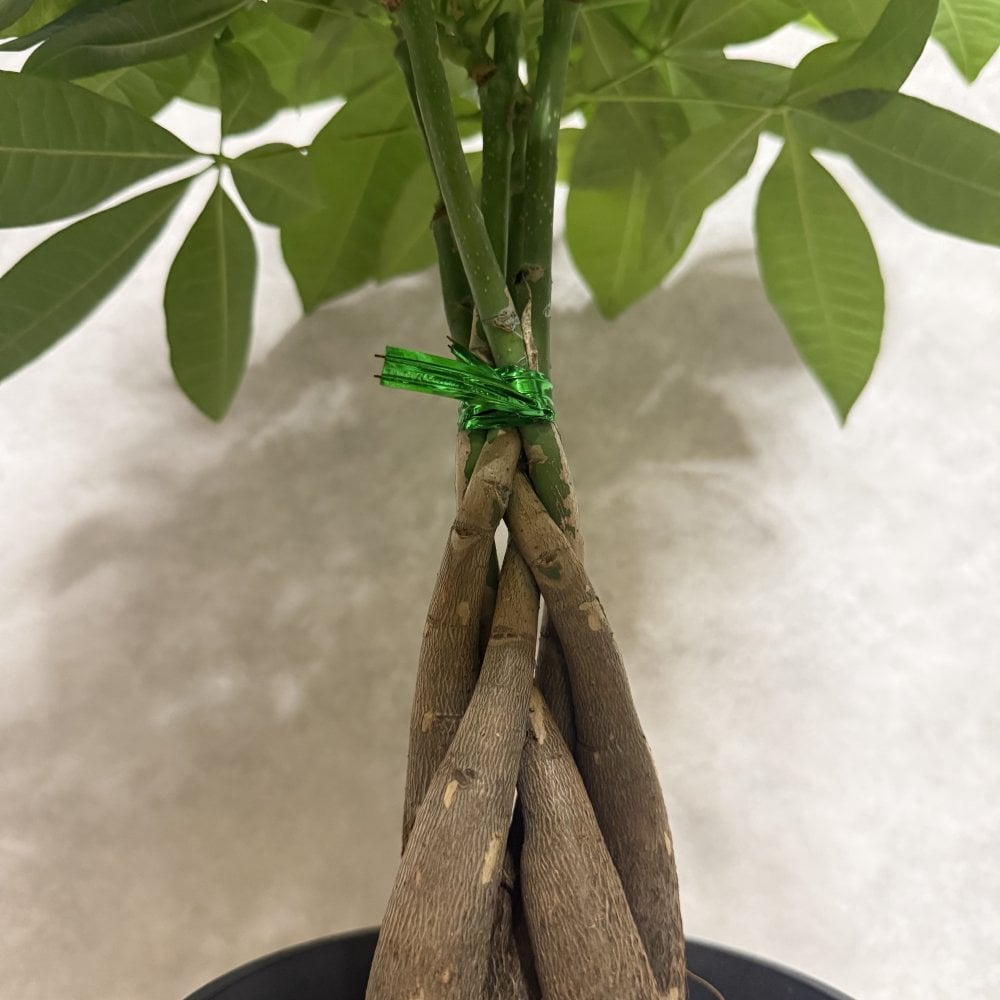 観葉植物 パキラ グラブラ 5本編み 5号 高さ約45cm マネーツリー 発財樹 縁起物 金運 風水 育てやすい 耐陰性 インテリア 玄関 リビング 新築祝い 開店祝い 開業祝い 移転祝い 周年祝い 引っ越し祝い 誕生日 お祝い ギフト プレゼント おしゃれ