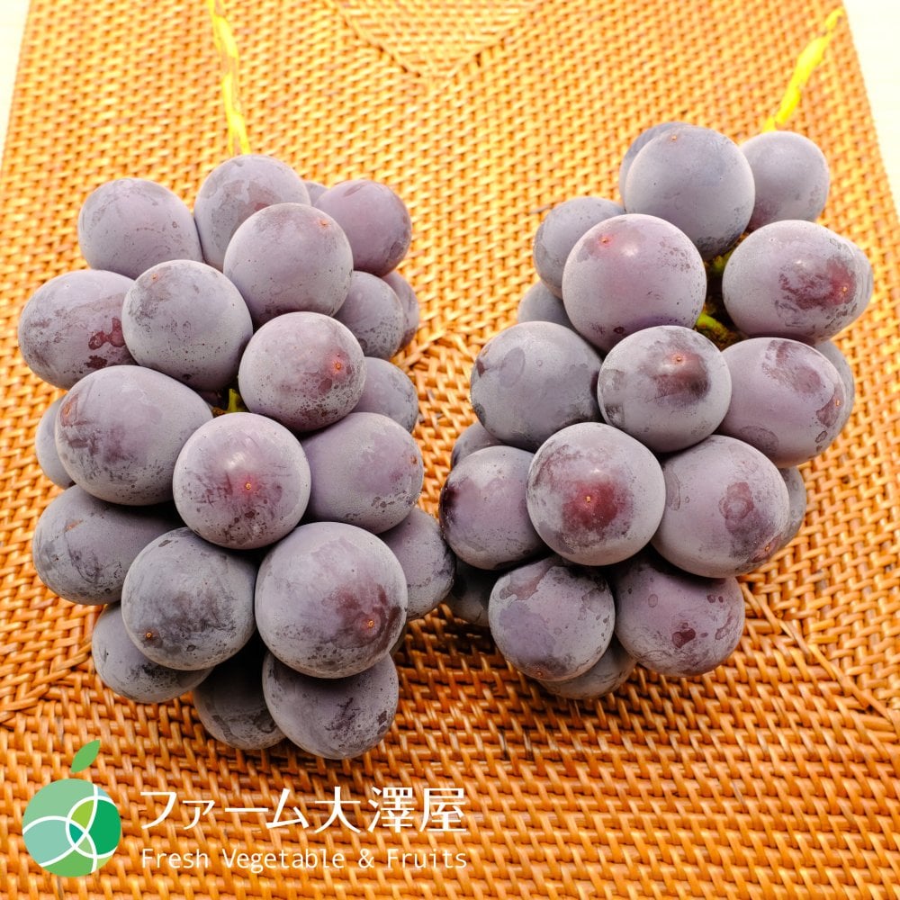 種なし巨峰　ぶどう　贈答用　約1kg　2-3房　長野県産　プレゼント　フルーツ　ギフト　お礼　お見舞い　お供え