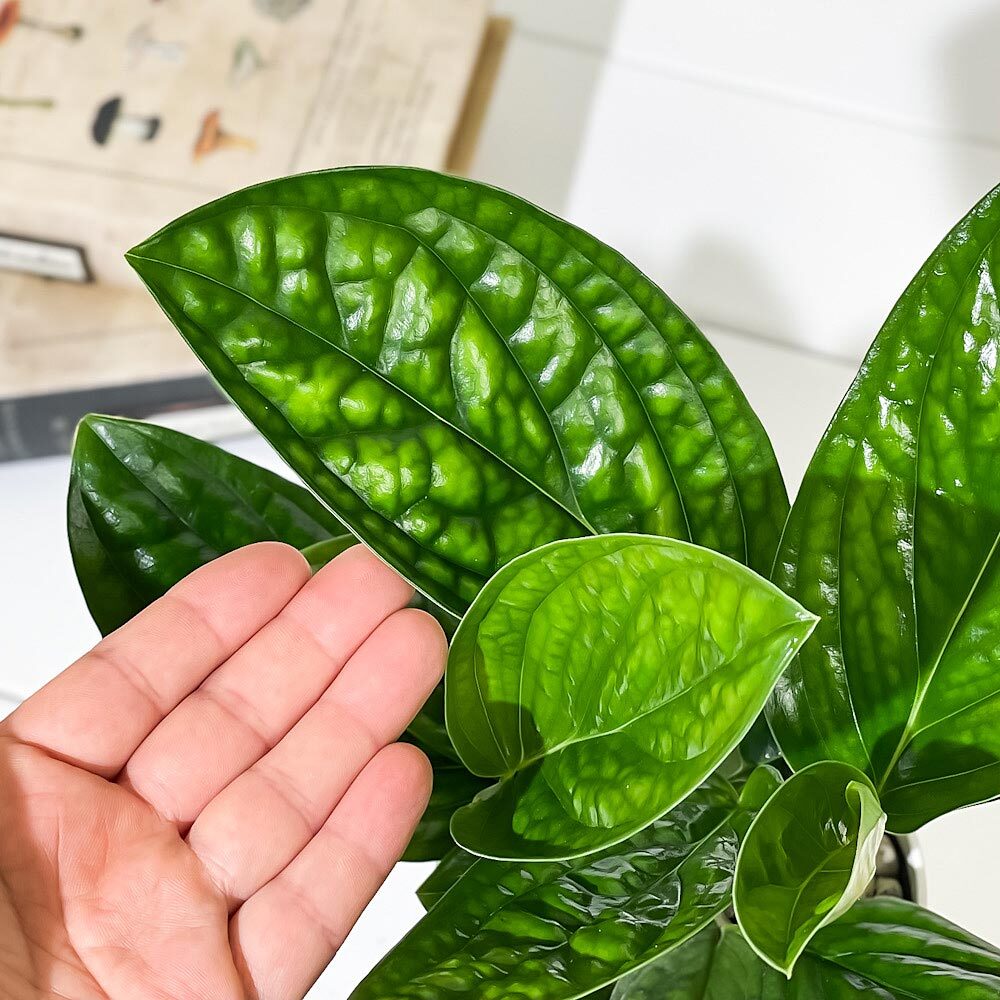 PLANCHU 観葉植物 モンステラ ジェイドシャトルコック 4号鉢 受け皿付き 育て方説明書付き Monstera karsteniana `Jade Shuttlecock’ アロイド