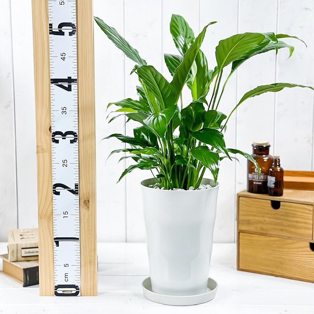 PLANCHU 観葉植物 スパティフィラム 6号鉢 受け皿付き 育て方説明書付き Spathiphyllum hybrids アロイド